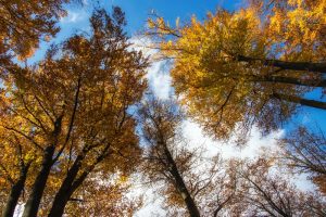 Självisolering ute i skogen